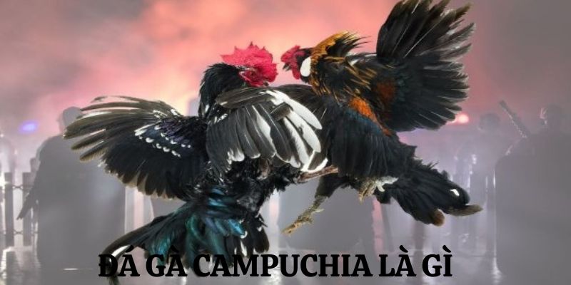 Giới thiệu một vài thông tin tổng quan sơ lược về chọi gà campuchia
