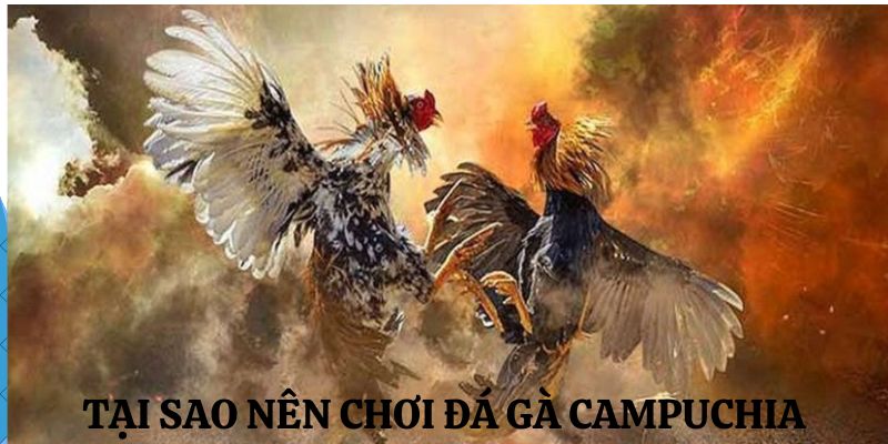 Những lợi ích lớn giúp đá gà campuchia ngày càng cuốn hút