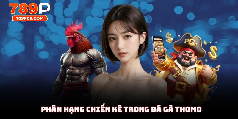 Phân hạng chiến kê trong đá gà Thomo